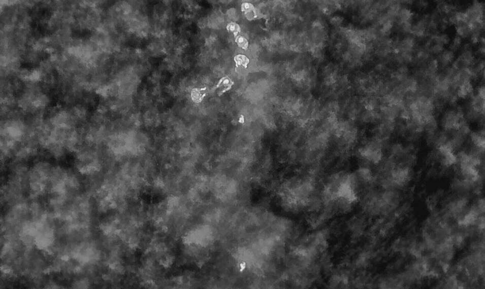 Schwarz-weißes Foto einer Wärmebildkamera von Rehkitzen die in einer Wiese liegen.