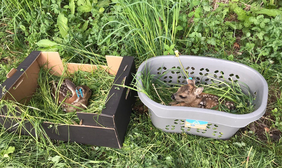 Zwei Rehkitze mit blauen Markierungen am Ohr liegen auf Gras in einem Karton und einem Wäschekorb.
